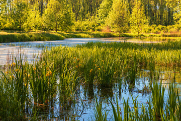 Pond in the floodplain forest. Reeds grow in the pond.