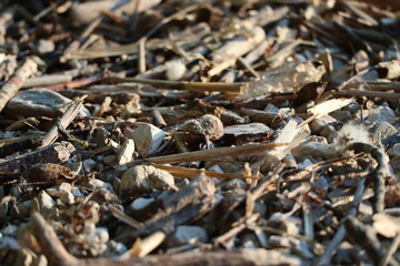 Bank of lake with small driftwood, stones and gravel on a dry ground illuminated by the sun.