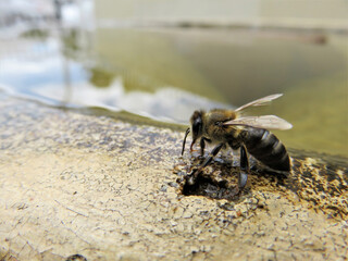 A honey bee drinking water from a fountain.