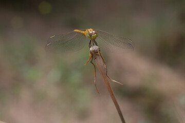 close up of dragonfly