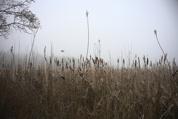 Dry grass against the white sky captured on a foggy day - Powered by Adobe