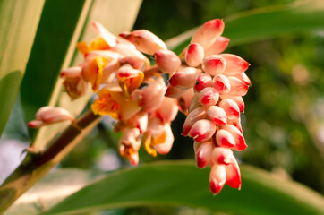 pink and yellow flower