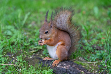 Naklejka na ściany i meble Squirrel eats a nut while walking in the woods
