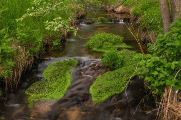 Milikovsky creek on Sumava national park in spring color morning