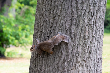 squirrel on a tree