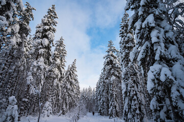 A landscape of the snow covered trees branches. A snow covered road through the forest hiking during the touristic visit.