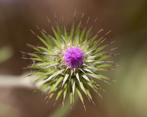 Fiore di cardo