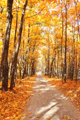 Calm fall season. Road in autumn forest