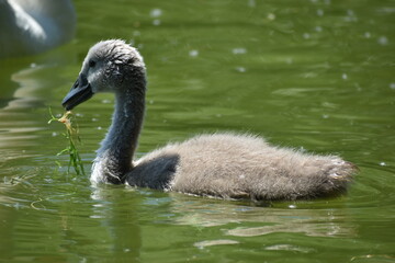 mute swan cygnus wildlife