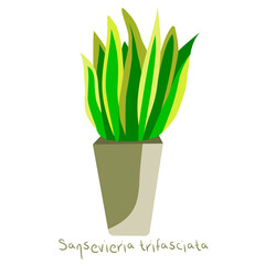 Sansevieria trifasciata, Snake plant in pot on white background. House plant hand drawn doodle cartoon style vector illustration