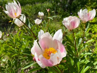 Fototapeta premium Chinese herbaceous peony 'White Wings' (Paeonia lactiflora f. pilosella Nakai), Common garden peony, Milchweisse Pfingstrose, Chinesische Pfingstrose oder Edel-Pfingstrose