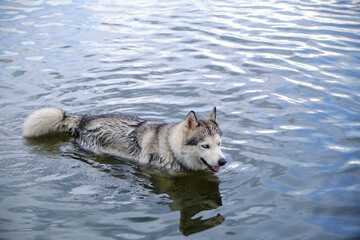 Husky dog swimming in the lake.