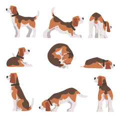 Beagle Dog in Different Poses Set, Small Dog with Brown White Coat and Long Ears Beagle Cartoon Vector Illustration