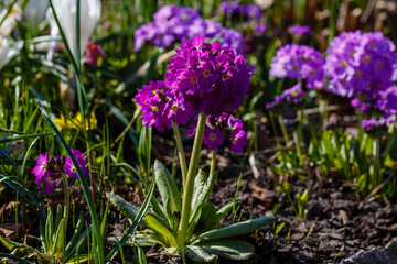 Purple Primula denticulata (Drumstick Primula). Garden flower background bloom primrose