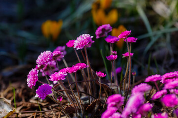 Pink Hepatica nobilis in spring garden. Hepatis rubra plena hort - obrazy, fototapety, plakaty