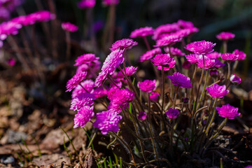 Beautiful spring pink double flower close-up. Garden pink hepatics Anemone hepatica (common...