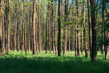 Fototapeta na wymiar Forest with tall trees. There is green grass among the trees. The sun shines through the trees and shadows are visible. The sky is blue.