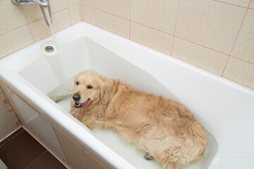 The dog is lying in the bathroom. bathing the dog, golden retriever in the bathroom after a walk.