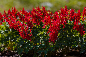 Fototapeta premium Spring plant Hollow-root (Corydalis bulbosa) blooming on the forest floor in a park during spring. Red flowering corydalis sort George Baker in spring garden