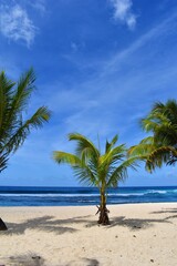 Palmiers sur la plage en Guadeloupe