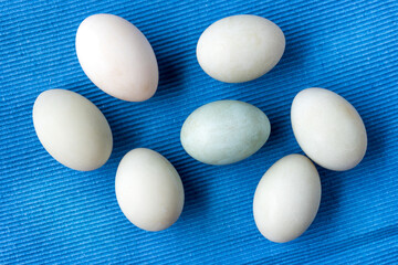 Fresh duck eggs collect from farm products natural on a blue cloth background - healthy eating concep. Top View