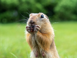 European gopher is looking at camera on the lawn. Close-up. Portrait of a rodent.