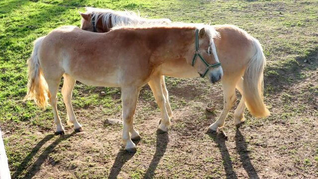 The pair of the haflinger horse on a spring pasture.