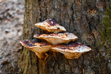 Polypores are growing on a tree trunk.