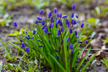 Scilla siberica flowers blossom in the garden. Scilla siberica is a species of flowering plant in the family Asparagaceae