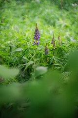 Wildflowers on the forest edge in sunlight and shadows. Natural background of lush green foliage with bokeh effect. Spring bloom, summer, warm season, beautiful nature concept.