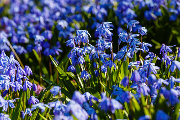 Siberian Scilla ( lat.  Scilla siberica ) is a perennial herbaceous bulbous plant, ephemeroid 