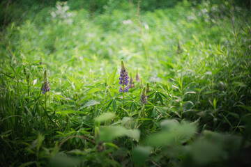 Wildflowers on the forest edge in sunlight and shadows. Natural background of lush green foliage with bokeh effect. Spring bloom, summer, warm season, beautiful nature concept.