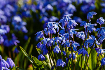 Close-up of Scilla siberica flowers in full bloom at the Botanical Garden - obrazy, fototapety, plakaty
