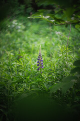 Wildflowers on the forest edge in sunlight and shadows. Natural background of lush green foliage with bokeh effect. Spring bloom, summer, warm season, beautiful nature concept.