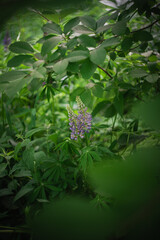 Wildflowers on the forest edge in sunlight and shadows. Natural background of lush green foliage with bokeh effect. Spring bloom, summer, warm season, beautiful nature concept.