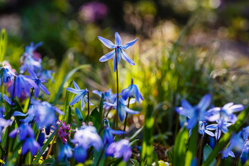 Siberian Scilla ( lat.  Scilla siberica ) is a perennial herbaceous bulbous plant, ephemeroid 