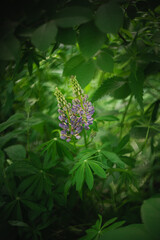 Wildflowers on the forest edge in sunlight and shadows. Natural background of lush green foliage with bokeh effect. Spring bloom, summer, warm season, beautiful nature concept.
