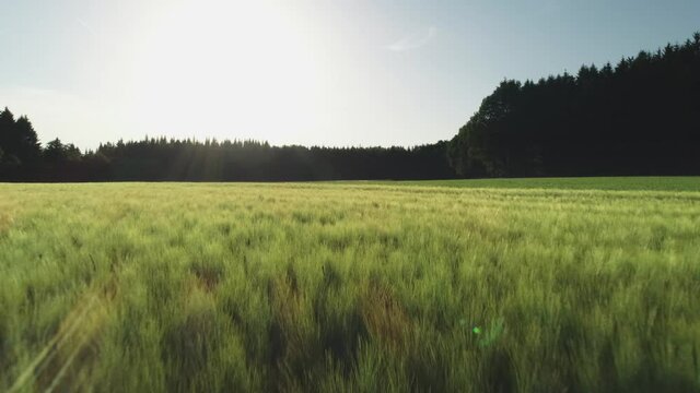 flying over landscape with grain field 