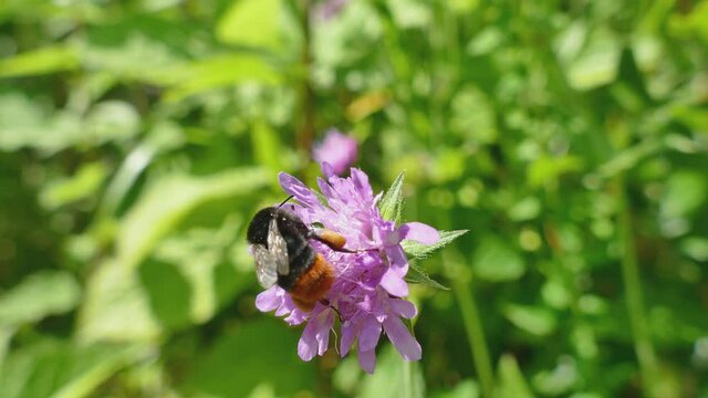 Bumblebee on clover flower with green natural background, UHD 4K