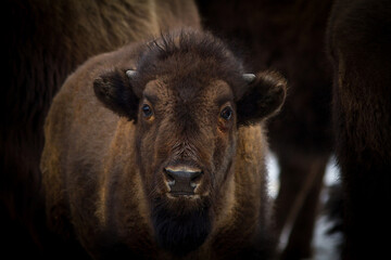 American bison calf portrait. Buffalo baby closeup.
