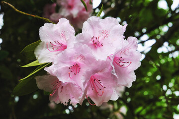 Rhododendron 'Pink Pearl' in flower