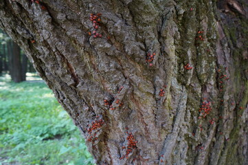 red beetles on the tree