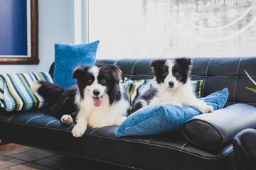Pareja de Border Collies en el sof&aacute;