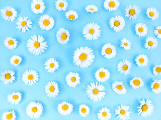 Pattern from chamomile flowers on blue background.
