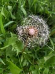dandelion head