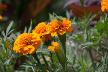 orange flower in the garden