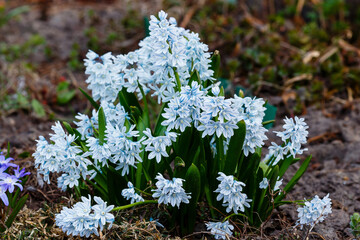 Puschkinia scilloides libanotica blue flowers with a green tinge bloomed in early spring. 
