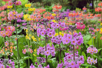 Obraz premium Colourful Primrose 'Candelabra' hybrids in flower