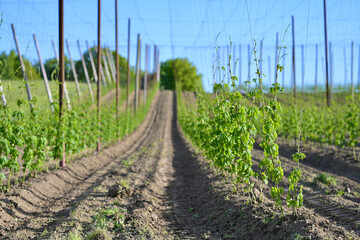 Fototapeta na wymiar Sunny hop field with young plants in the middle of the Bavarian Hallertau