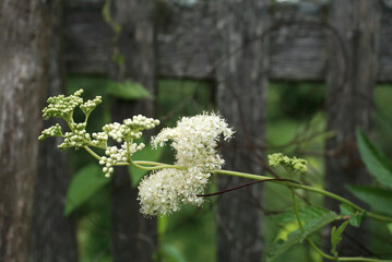 a stem with white small flowers on the background of an old wooden fence, the background is blurred